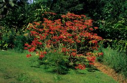 Botany;-Comoros-Archipelago;-France;-Garden;-Indian-Ocean;-Kaleidos;-Kaleidos-images;-La-parole-à-limage;-Laurent-Abad;-Mayotte;-Red-flowers;-Shrub;-Stories-Pictures;-Vegetation